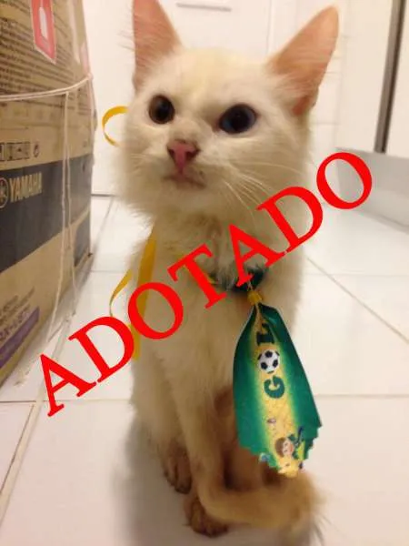 Gato raça SRD idade 2 a 6 meses nome Pimpolha