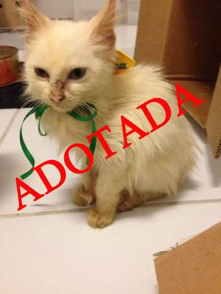 Gato raça SRD idade 2 a 6 meses nome Pimpolha