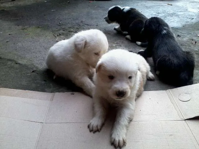 Cachorro ra a vira lata idade Abaixo de 2 meses nome Filhotes