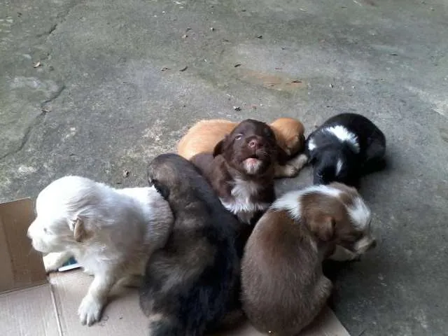 Cachorro ra a vira lata idade Abaixo de 2 meses nome Filhotes