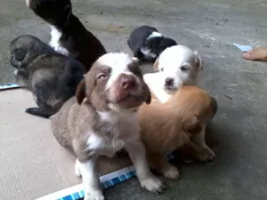 Cachorro raça vira lata idade Abaixo de 2 meses nome Filhotes