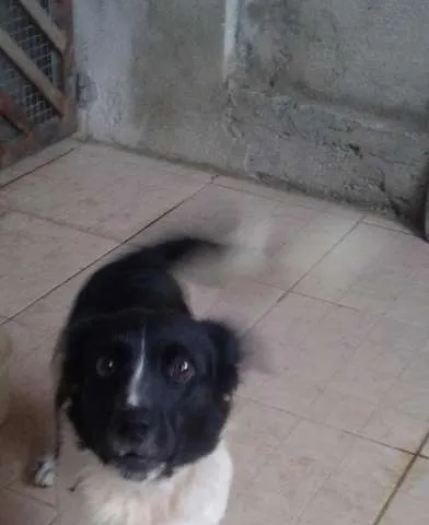 Cachorro ra a vira lata idade  nome bile
