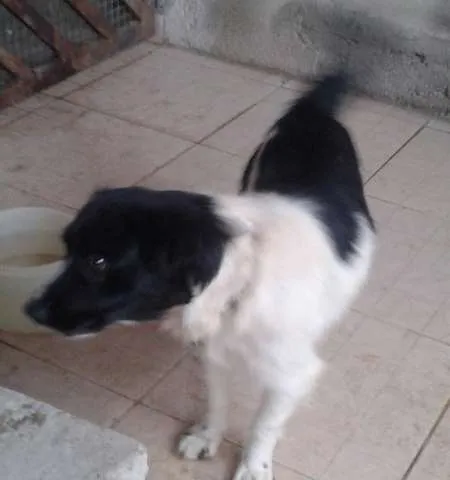 Cachorro ra a vira lata idade  nome bile