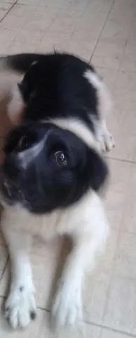 Cachorro ra a vira lata idade  nome bile