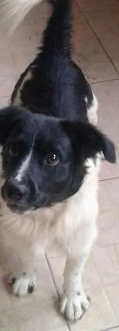 Cachorro ra a vira lata idade  nome bile