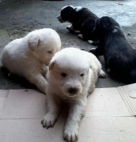Cachorro ra a vira lata idade Abaixo de 2 meses nome Filhotes