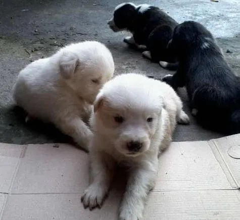 Cachorro ra a vira lata idade Abaixo de 2 meses nome Filhotes