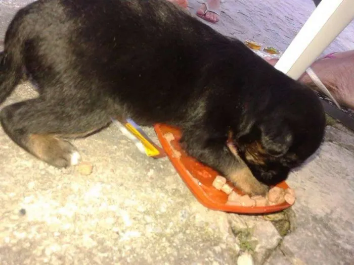 Cachorro ra a MESTIÇO DE ROTTWEILER  idade Abaixo de 2 meses nome BERNARDO