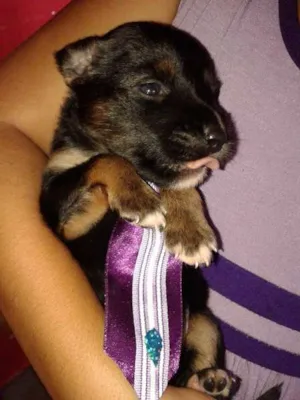 Cachorro raça MESTIÇO DE ROTTWEILER  idade Abaixo de 2 meses nome BERNARDO