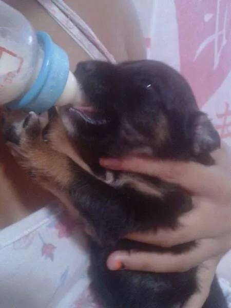 Cachorro ra a MESTIÇO DE ROTTWEILER  idade Abaixo de 2 meses nome BERNARDO