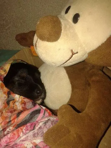Cachorro ra a MESTIÇO DE ROTTWEILER  idade Abaixo de 2 meses nome BERNARDO