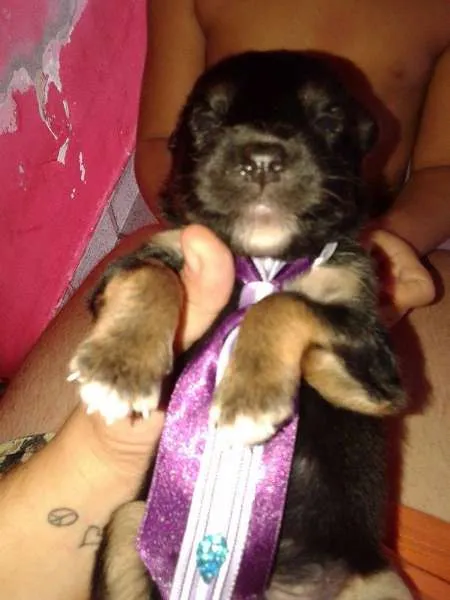 Cachorro ra a MESTIÇO DE ROTTWEILER  idade Abaixo de 2 meses nome BERNARDO