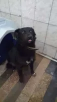 Negão, 1 ano, muito