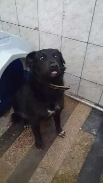 Cachorro ra a Mix Border Collie idade 2 anos nome Negão, 1 ano, muito