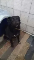 Negão, 1 ano, muito