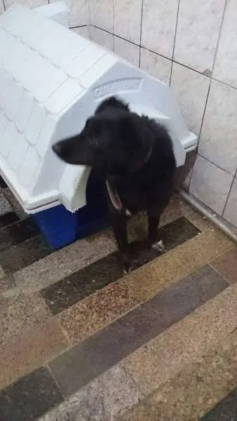 Cachorro ra a Mix Border Collie idade 2 anos nome Negão, 1 ano, muito