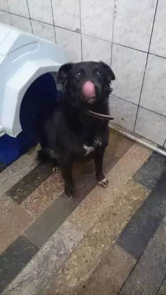 Cachorro ra a Mix Border Collie idade 2 anos nome Negão, 1 ano, muito