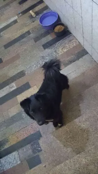 Cachorro ra a Mix Border Collie idade 2 anos nome Negão, 1 ano, muito