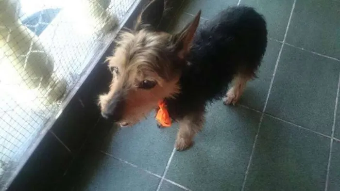 Cachorro ra a  idade 4 anos nome Mix York Shire, 4 anos