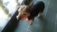 Mix York Shire, 4 anos
