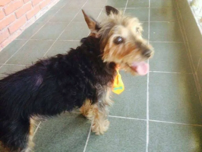 Cachorro ra a  idade 4 anos nome Mix York Shire, 4 anos