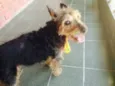 Mix York Shire, 4 anos