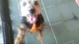 Mix York Shire, 4 anos