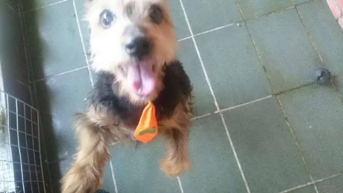 Cachorro ra a  idade 4 anos nome Mix York Shire, 4 anos