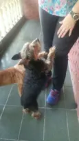 Mix York Shire, 4 anos