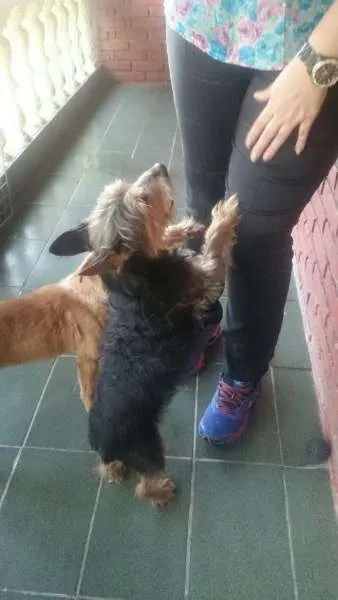 Cachorro ra a  idade 4 anos nome Mix York Shire, 4 anos