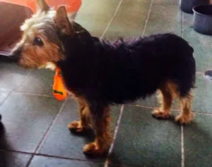 Cachorro raça  idade 4 anos nome Mix York Shire, 4 anos