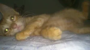 Gato raça SRD idade 2 a 6 meses nome VITÓRIA