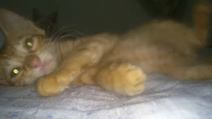 Gato ra a SRD idade 2 a 6 meses nome VITÓRIA