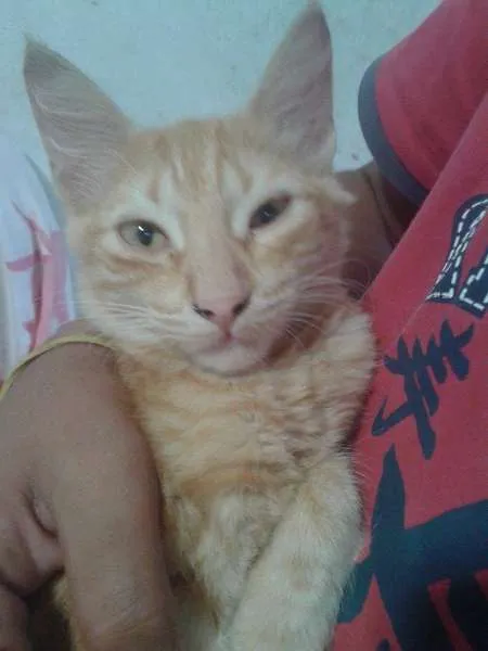 Gato ra a SRD idade 2 a 6 meses nome VITÓRIA