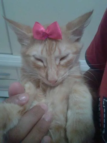 Gato ra a SRD idade 2 a 6 meses nome VITÓRIA