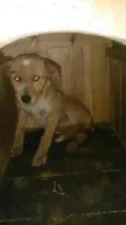Porte pequeno, não 