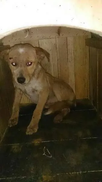 Cachorro ra a  idade 7 a 11 meses nome Porte pequeno, não 