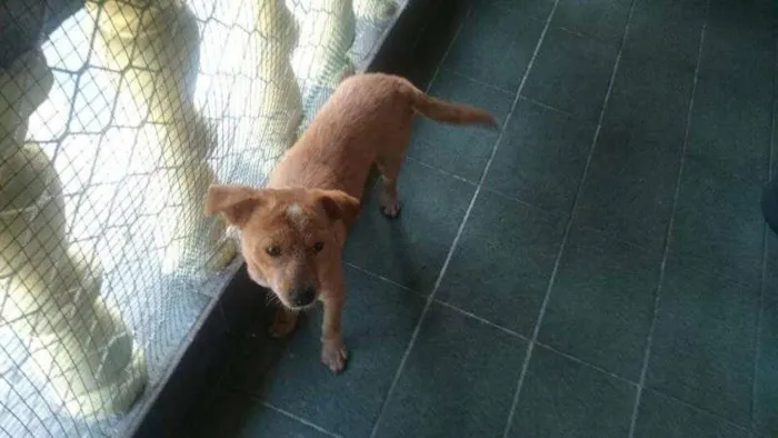 Cachorro ra a  idade 7 a 11 meses nome Porte pequeno, não 