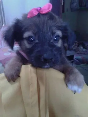 Cachorro raça SRD idade Abaixo de 2 meses nome A CRITERIO DO ADOTANTE