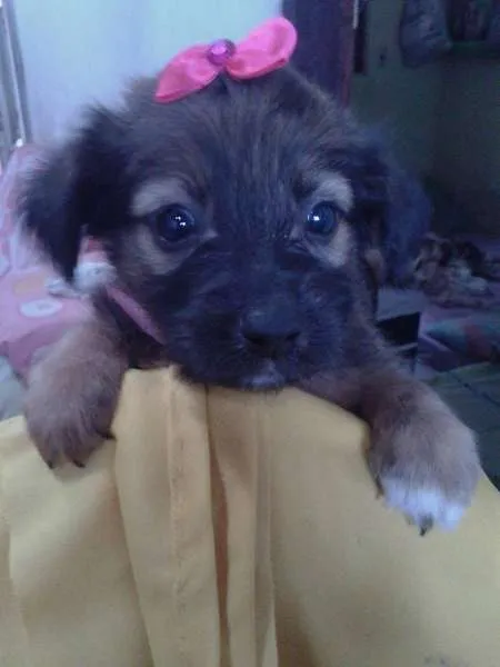 Cachorro ra a SRD idade Abaixo de 2 meses nome A CRITERIO DO ADOTANTE