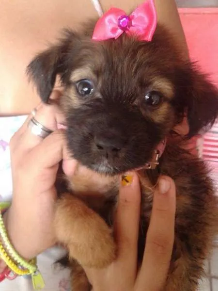 Cachorro ra a SRD idade Abaixo de 2 meses nome A CRITERIO DO ADOTANTE