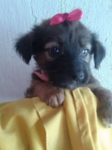 Cachorro ra a SRD idade Abaixo de 2 meses nome A CRITERIO DO ADOTANTE