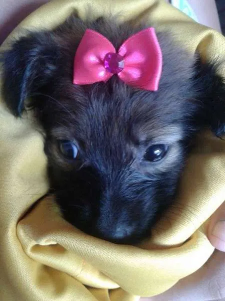 Cachorro ra a SRD idade Abaixo de 2 meses nome A CRITERIO DO ADOTANTE