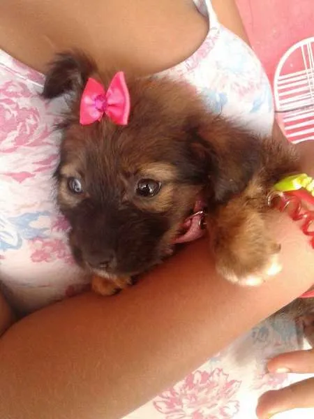 Cachorro ra a SRD idade Abaixo de 2 meses nome A CRITERIO DO ADOTANTE