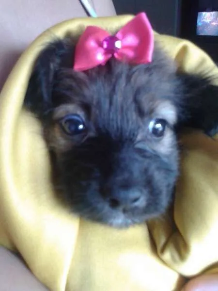 Cachorro ra a SRD idade Abaixo de 2 meses nome A CRITERIO DO ADOTANTE