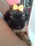 A ESCOLHA DO ADOTANTE