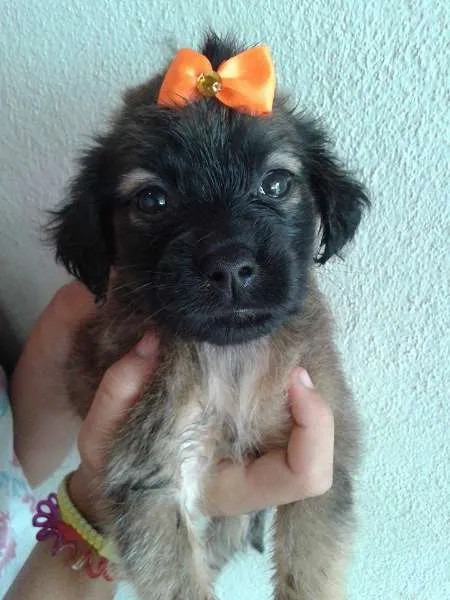 Cachorro ra a SRD idade Abaixo de 2 meses nome A ESCOLHA DO ADOTANTE