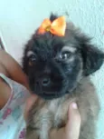 A ESCOLHA DO ADOTANTE