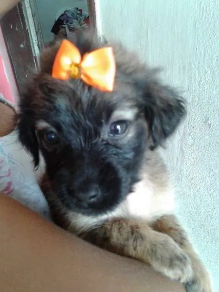 Cachorro ra a SRD idade Abaixo de 2 meses nome A ESCOLHA DO ADOTANTE