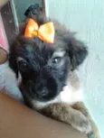 A ESCOLHA DO ADOTANTE